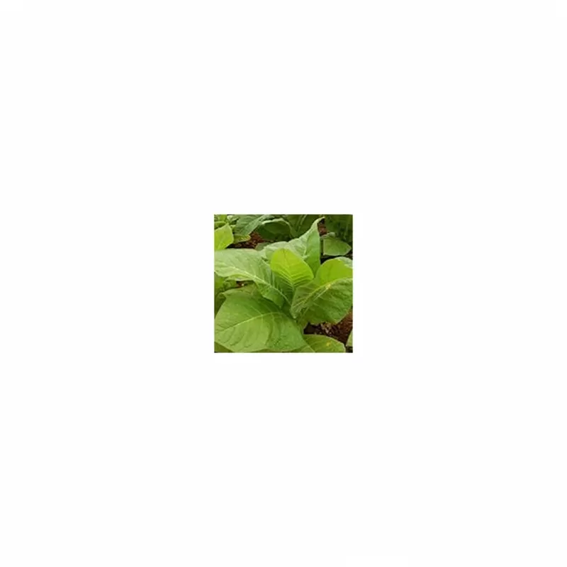 Tob. Flavor TFA – Rose Floral Tobacco Base